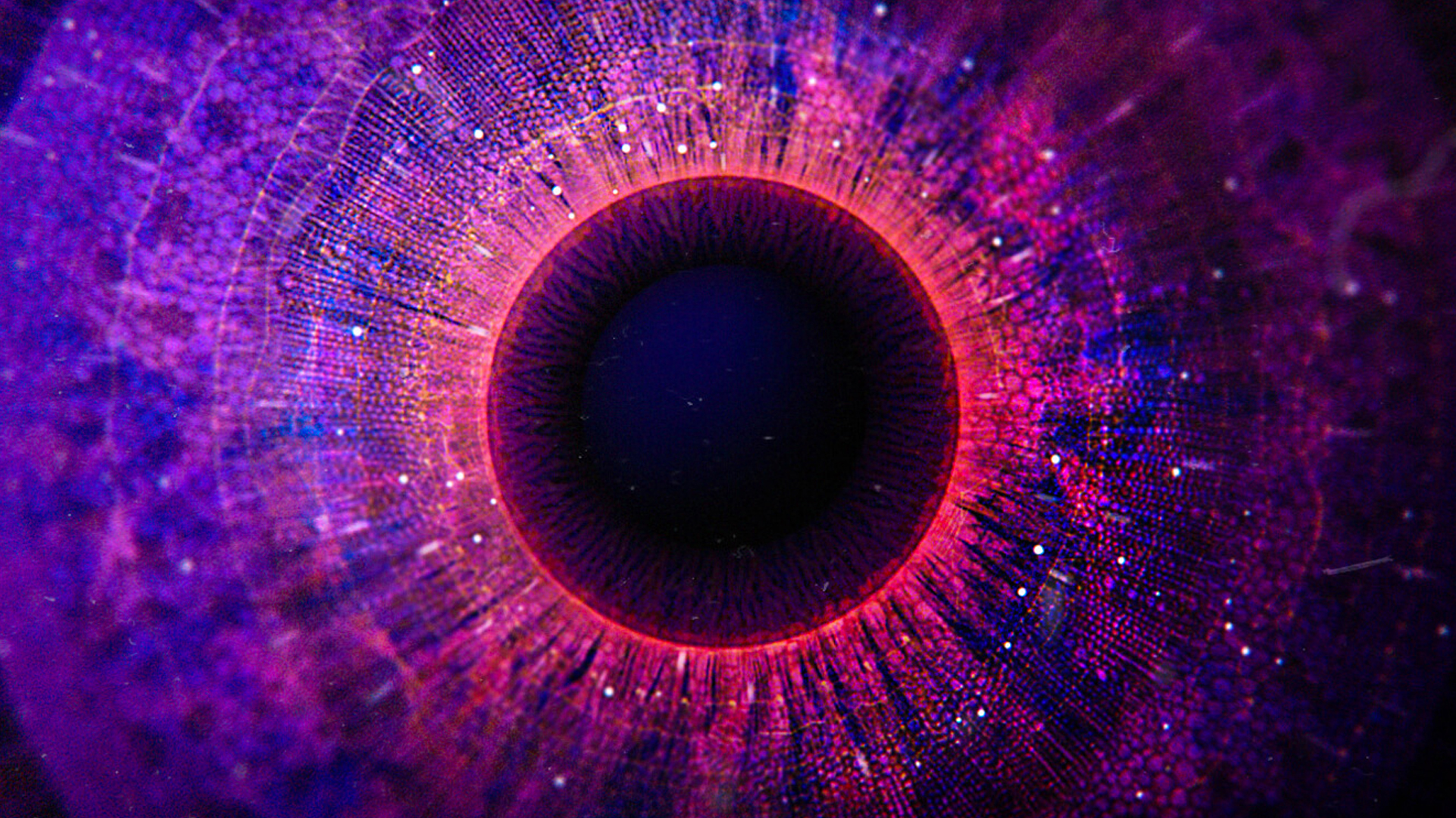 schoolofmotion Abstraction meets radical collaboration 抽象与激进的合作短处幕后制作解析