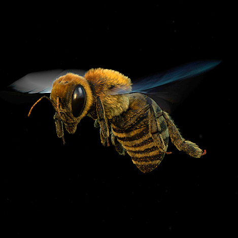 使用maya创建真实的的蜜蜂动画Create & animate a realistic honeybee