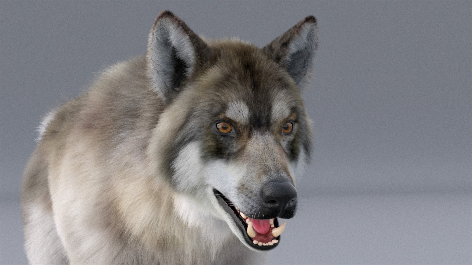 狼 3D 模型（含毛发、绑定、动画）